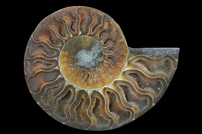 Polished Ammonite Fossil (Half) - Agatized #64992